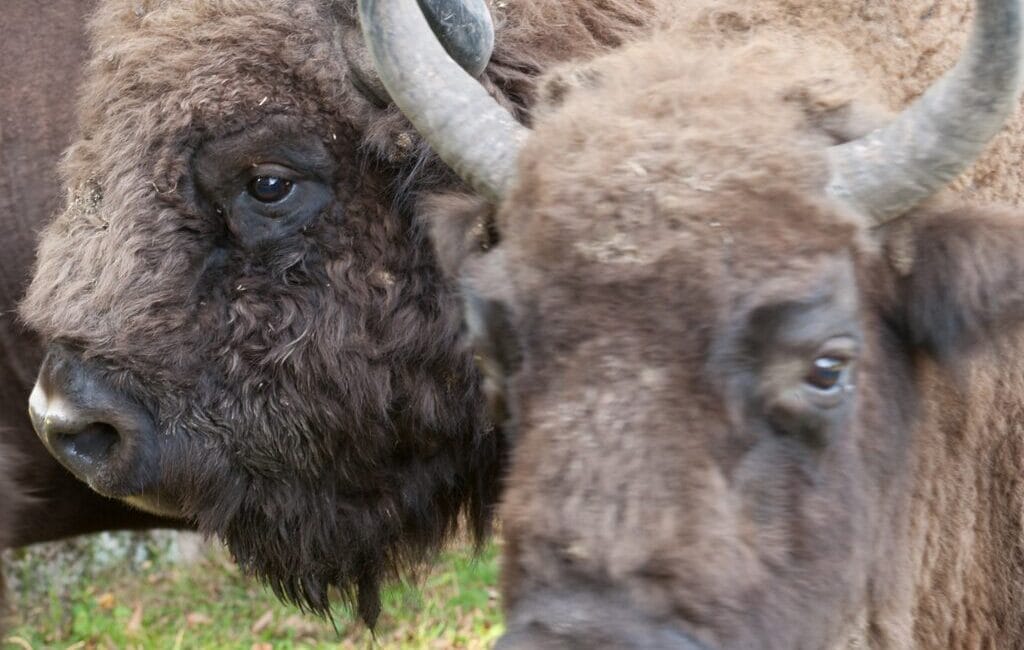 Two European bison in Białowieża National Park