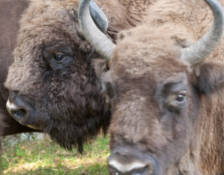 Two European bison in Białowieża National Park