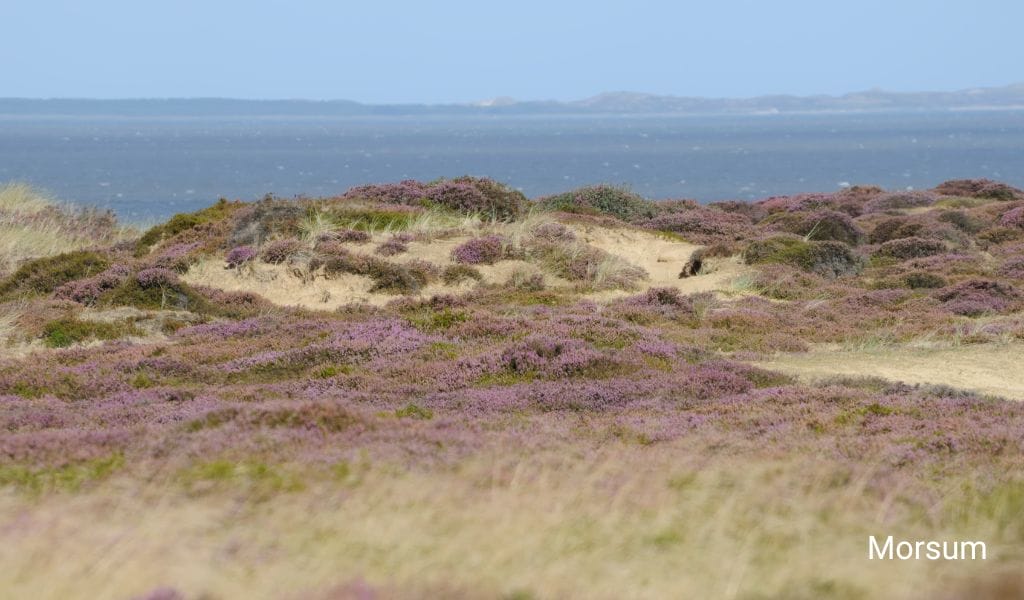 Wadden landscape in front of Morsum on Sylt