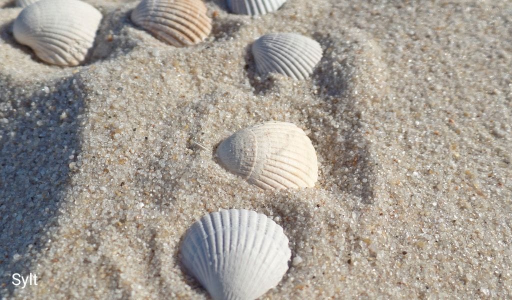 Shells in the sand on Sylt
